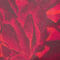 Red Divine Rose